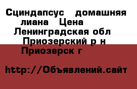 Сциндапсус - домашняя лиана › Цена ­ 100 - Ленинградская обл., Приозерский р-н, Приозерск г.  »    